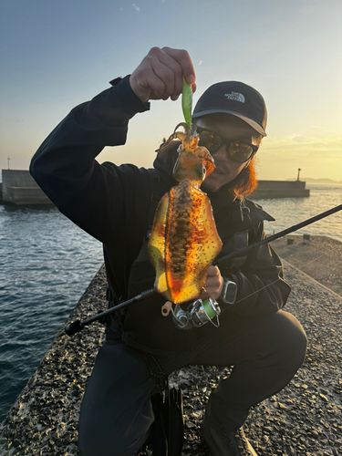 アオリイカの釣果