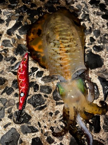 アオリイカの釣果