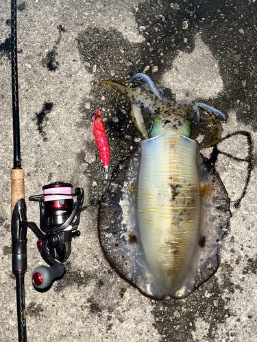 アオリイカの釣果