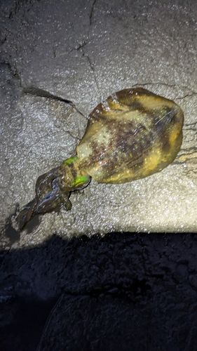 アオリイカの釣果