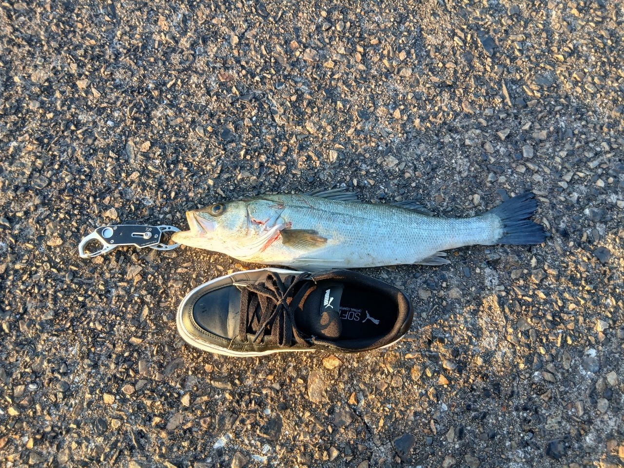 ハネ（マルスズキ）