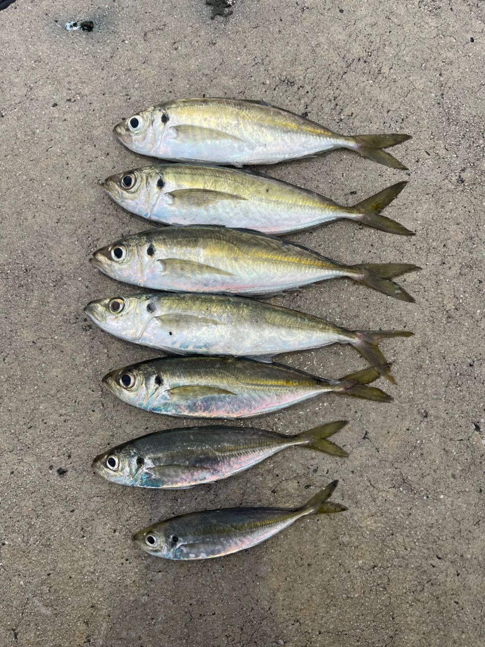 Gamakatsu ラグゼ 宵姫 爽 S63UL-solidの最安値・インプレ・釣果