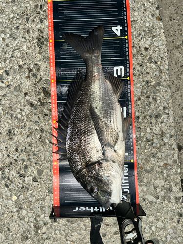 クロダイの釣果