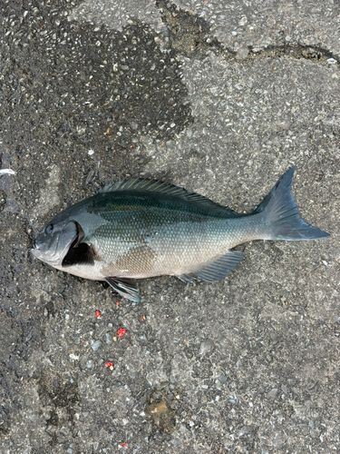 オナガグレの釣果