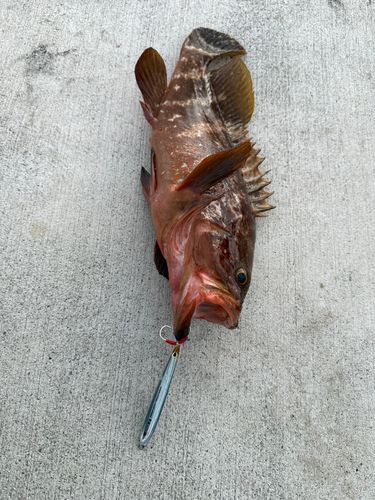 キジハタの釣果