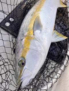 ヒラマサの釣果