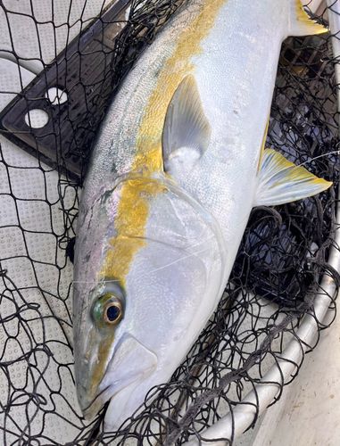 ヒラマサの釣果