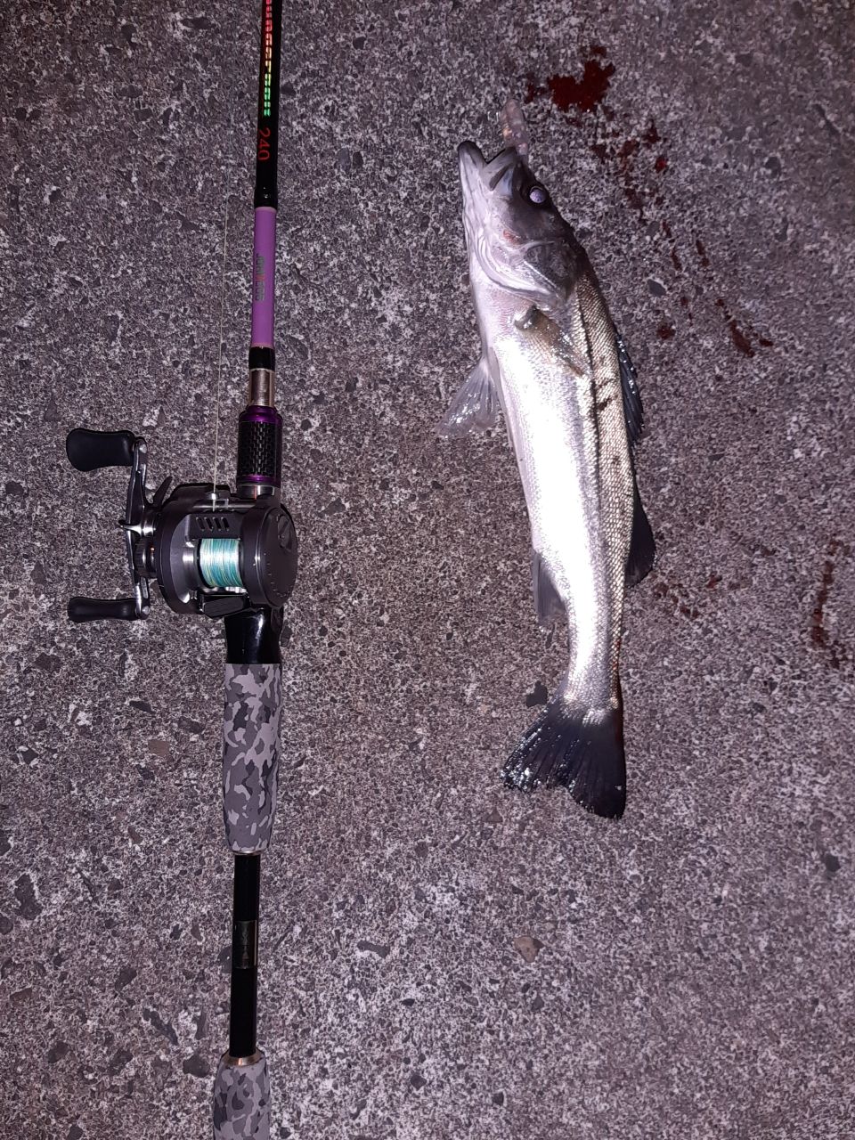 セイゴ（マルスズキ）