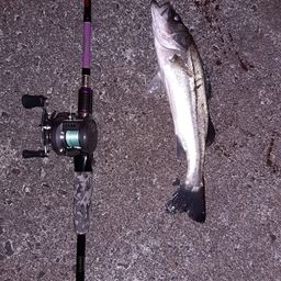 セイゴ（マルスズキ）