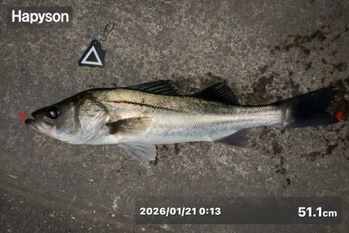 シーバスの釣果