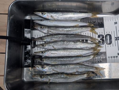 アカカマスの釣果