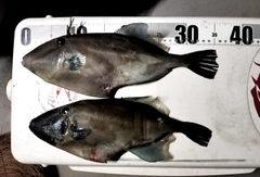 ウマヅラハギの釣果