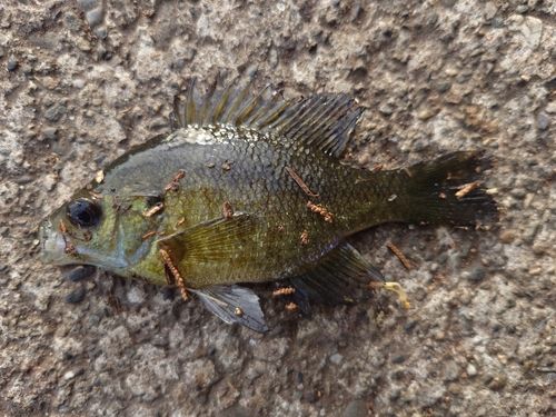 ブルーギルの釣果