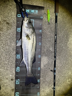 シーバスの釣果