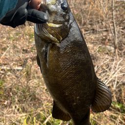 スモールマウスバス