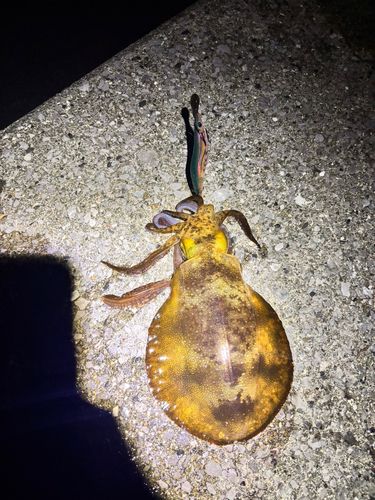 アオリイカの釣果