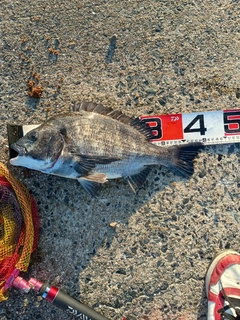 チヌの釣果