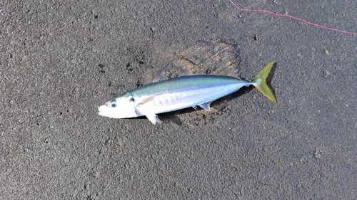 ムロアジの釣果