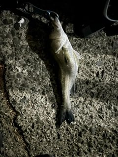 セイゴ（マルスズキ）の釣果