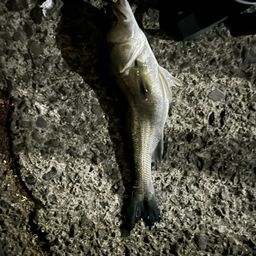 セイゴ（マルスズキ）