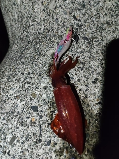 ケンサキイカの釣果