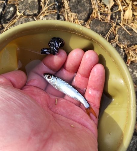 オイカワの釣果