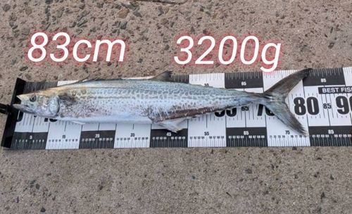 サワラの釣果
