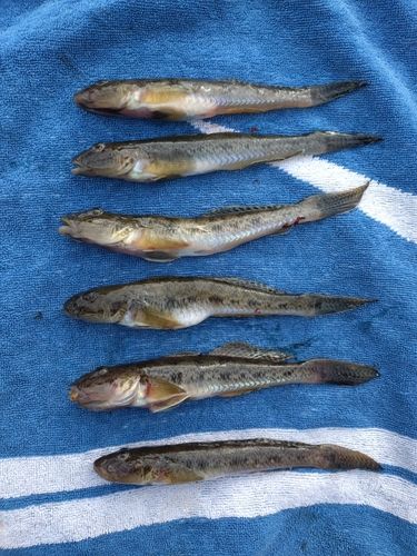 豊洲ぐるり公園