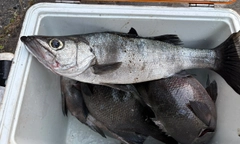 ヒラスズキの釣果
