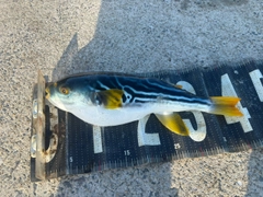 シマフグの釣果