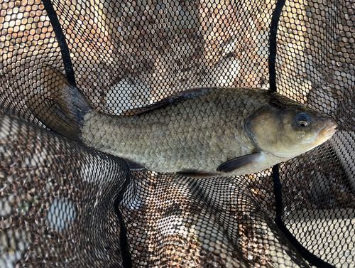 フナの釣果