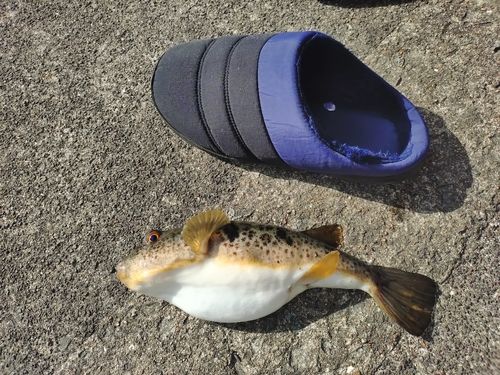 フグの釣果