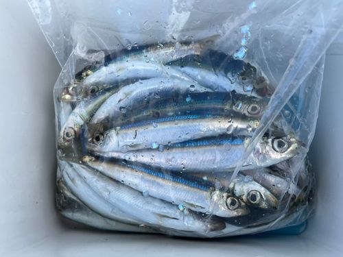 ウルメイワシの釣果