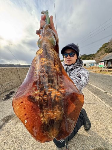 アオリイカの釣果