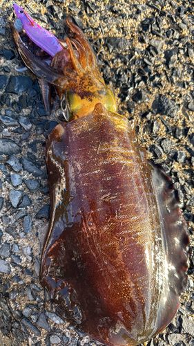 アオリイカの釣果