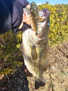 ラージマウスバスの釣果