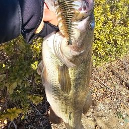 ラージマウスバス