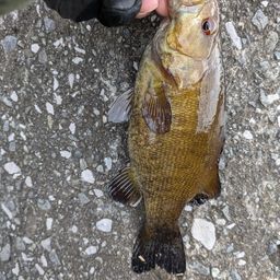 スモールマウスバス