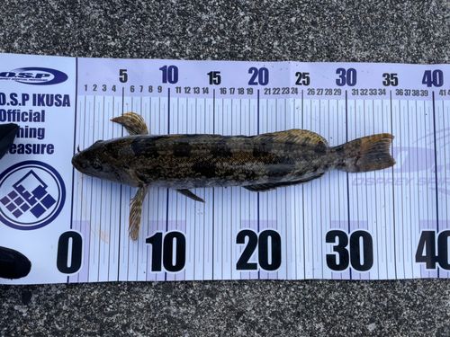 アイナメの釣果