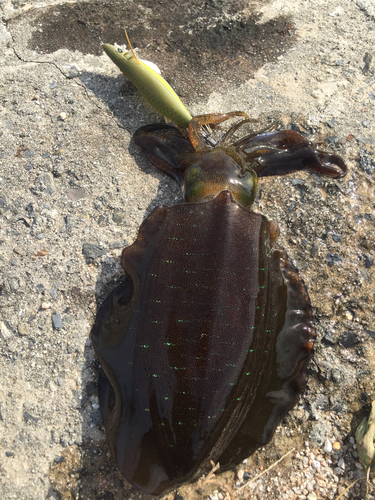 アオリイカの釣果