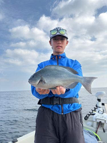 グレの釣果