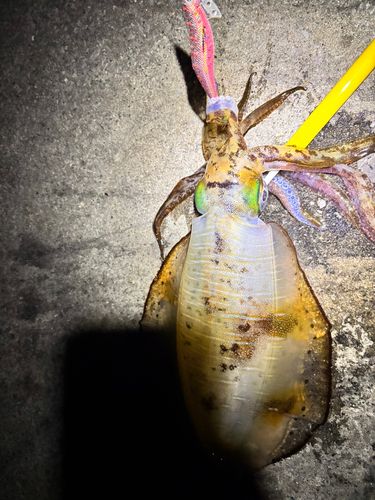 アオリイカの釣果