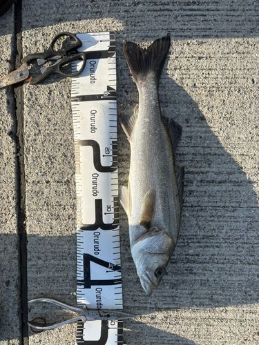 シーバスの釣果