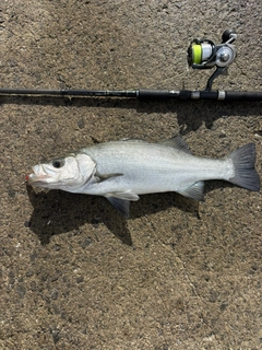 ヒラスズキの釣果