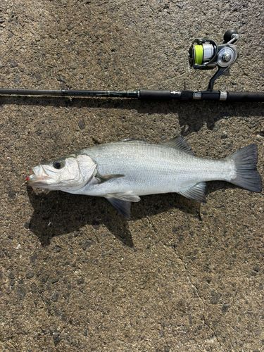 ヒラスズキの釣果