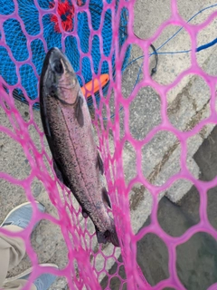 ニジマスの釣果