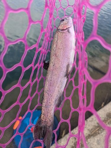 ニジマスの釣果