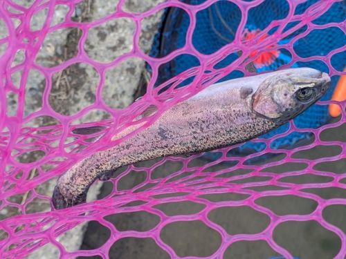 ニジマスの釣果