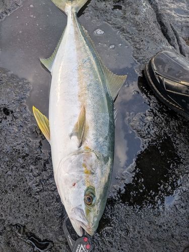 ヒラマサの釣果