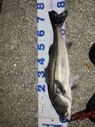 シーバスの釣果